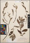 Foto von Salix cinerea L.